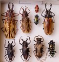 >Inhs Insect Collection